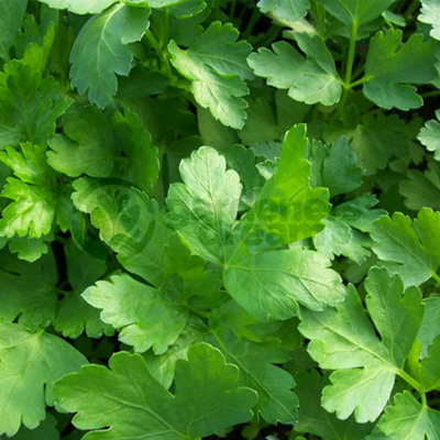 Gardeners Dream Flat Leaf Parsley (10-20Cm Height Including Pot) Garden Herb PlantAromatic BiennialCompact Size from B&Q