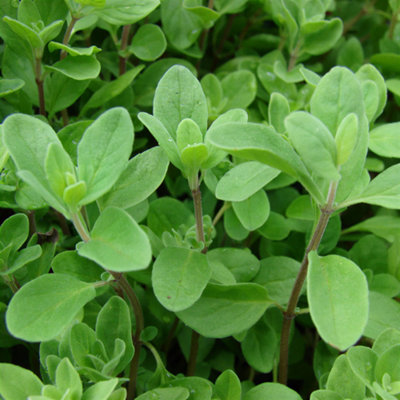 Gardeners Dream Marjoram PotGarden Kitchen Cooking Herb Semi-Evergreen Outdoor Plant In Pot8Cm Pot (5-15Cm) from B&Q