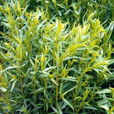 Gardeners Dream Tarragon FrenchOutdoor Deciduous Garden Kitchen Herb Cooking Plant In Pot8Cm Pot (5-15Cm) from B&Q