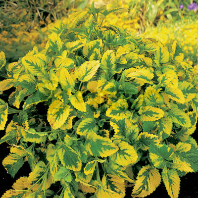 Gardeners Dream Lemon Balm Variegated (10-20Cm Height Including Pot) Garden PlantVariegated FoliageFragrant Herb from B&Q