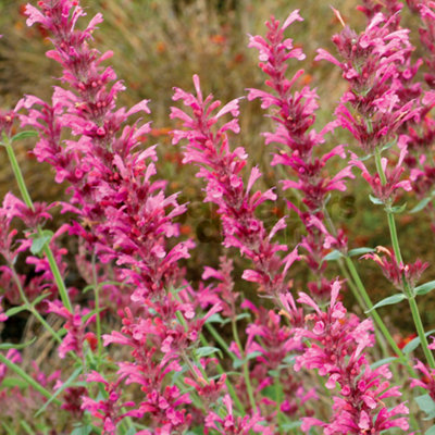 B&Q -  Hyssop Pink (10-20Cm Height Including Pot) Garden PlantFragrant PerennialCompact Size