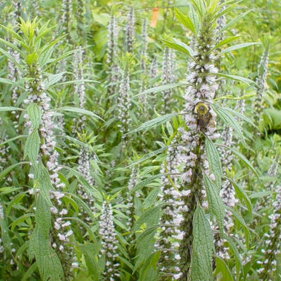 B&Q -  Hyssop White (10-20Cm Height Including Pot) Garden PlantFragrant PerennialCompact Size