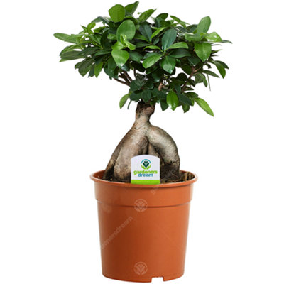 Gardeners Dream Ficus Ginseng Indoor Plant: Easy-CareCompactAir-Purifying Bonsai (20-30Cm) from B&Q