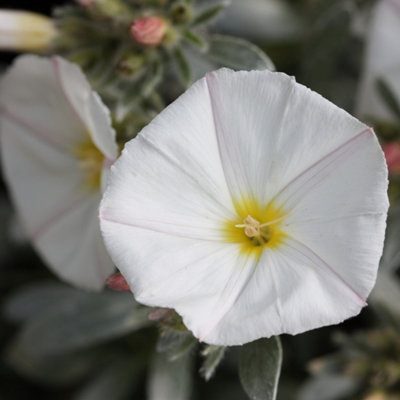 Plant Theory Convolvulus Outdoor Shrub Plant Convolvulus Cneorum Garden Plants 2L Pot from B&Q