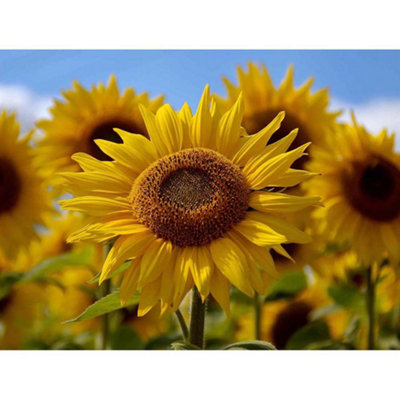 Artery8 Unframed Wall Art Photography Composition Flower Sunflower Yellow Petal Macro12X16 Inch from B&Q