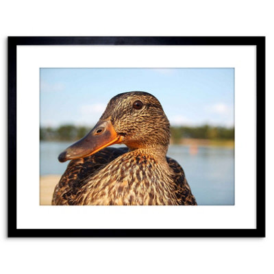 Artery8 Wall Art Print Photo Close Up Of Duck Mallard Artwork Framed 9X7 Inch from B&Q