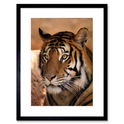 B&Q -  Tiger India Nature Big Cat Home Decor 12X16" Framed Wall Art Print