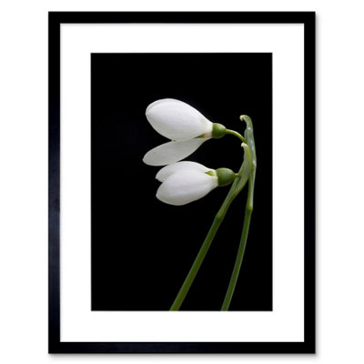 Artery8 Snowdrops Spring Flowers Bloom White Black 12X16" Framed Wall Art Print from B&Q