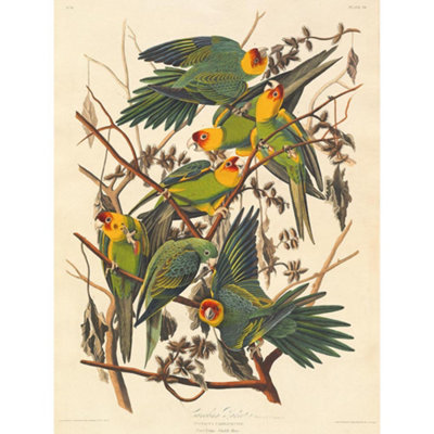 Artery8 Unframed Wall Art Havell Audubon American Carolina Parrot Zoology12X16 Inch from B&Q