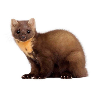 Artery8 Unframed Wall Art European Pine Marten Youngster Wildlife12X16 Inch from B&Q