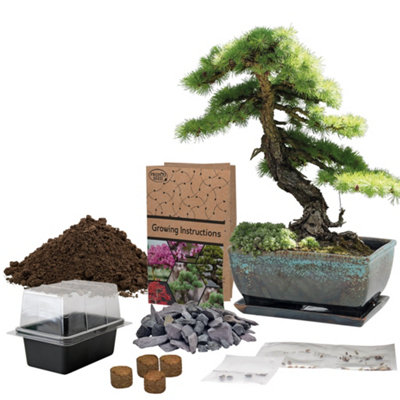 Pronto Seed Bonsai Tree Kit With Traditional Bonsai Pot & 3 Bonsai Seed Varieties - Grow Your Own Bonsai - Gardening Gifts For Men