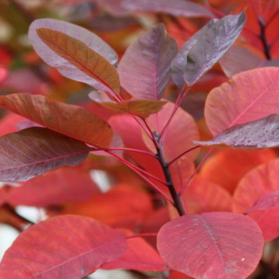 Plant Theory Grace Smoke Bush Outdoor Shrub Plant Cotinus 2L Pot from B&Q