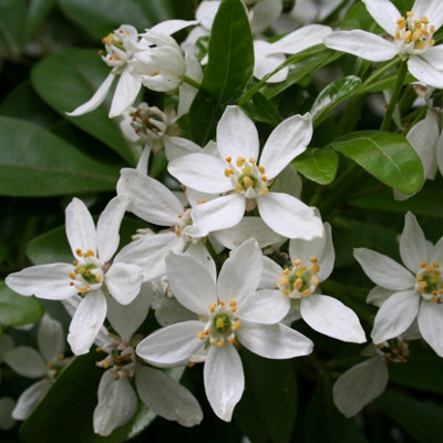 Plant Theory Mexican Orange Blossom Outdoor Shrub Plant Choisya Ternata 2L Pot from B&Q