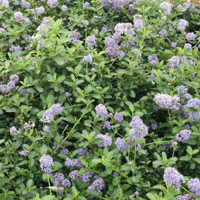 Plant Theory Repens Creeping Blueblossom Shrub Plant Ceanothus Thyrsiflorus 2L Pot from B&Q