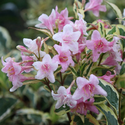 Plant Theory Florida Variegata Outdoor Shrub Plant Weigela 2L Pot from B&Q