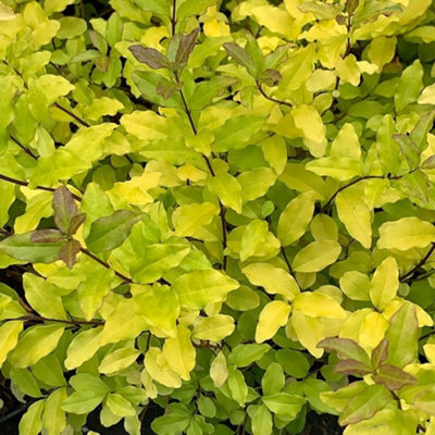 Plant Theory Lemon And Lime Privet Outdoor Shrub Plant Ligustrum Ovalifolium 2L Pot from B&Q