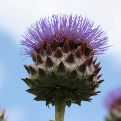 Plant Theory Cardoon Perennials Flowering Plants Cynara Cardunculus 2L Pot from B&Q