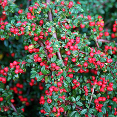 Plant Theory Cotoneaster Outdoor Shrub Plant Cotoneaster Horizontalis 2L Pot from B&Q