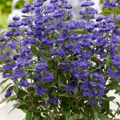 Plant Theory Grand Bleu Bluebeard Shrub Plant Caryopteris X Clandonensis 2L Pot from B&Q