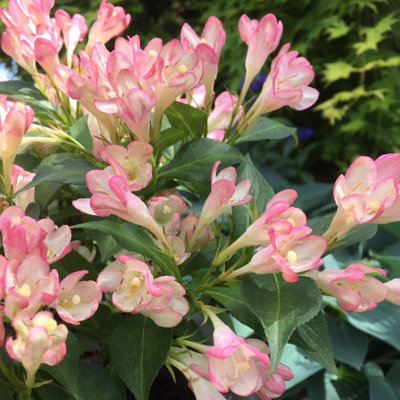 Plant Theory All Summer Peach Outdoor Shrub Plant Weigela 2L Pot from B&Q