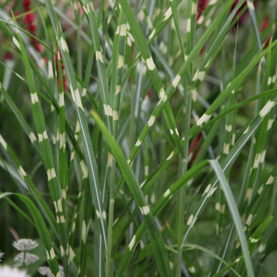 Plant Theory Zebrinus Zebra Grass Miscanthus Sinensis Outdoor Ornamental Plant 2L Pot from B&Q