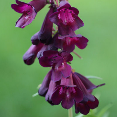 Plant Theory Raven Beard Tongue Perennials Flowering Plants Penstemon 2L Pot from B&Q