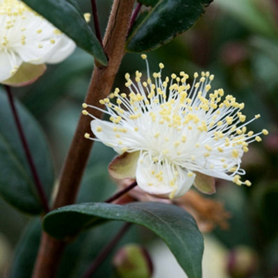 B&Q -  Tarentina Myrtle Outdoor Shrub Plant Myrtus Communis Garden Plants 2L Pot