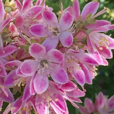 Primrose Deutzia X Hybrida Strawberry Fields Deutzia 2 Litre Pot Shrub Plant from B&Q