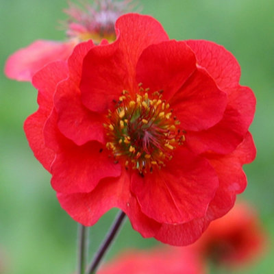 Primrose Geum Scarlet Tempest Avens 9Cm Pot Perennial Plant from B&Q