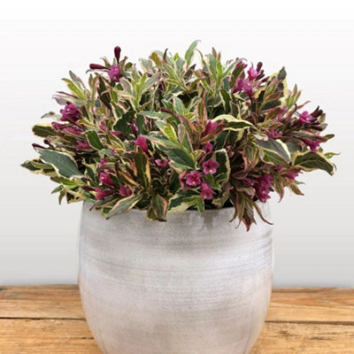 Plant Theory All Summer Monet Outdoor Shrub Plant Weigela Florida Garden Plants 2L Pot from B&Q