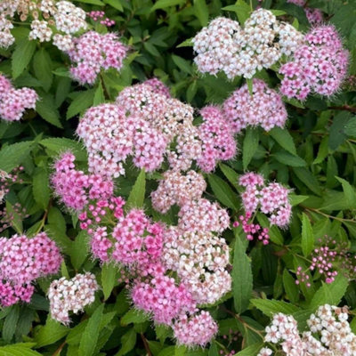 B&Q -  Genpei Joseph's Coat Outdoor Shrub Plant Spiraea Japonica 2L Pot