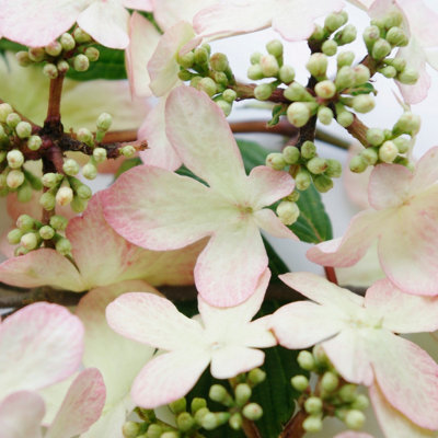 Primrose Viburnum Plicatum Kilimanjaro Sunrise Viburnum 12 Litre Pot 80 -100Cm Tall Shrub Plant from B&Q