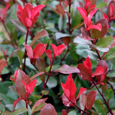 Plant Theory Little Red Robin Christmas Berry Shrub Plant Photinia X Fraseri 2L Pot from B&Q