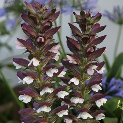 Plant Theory Bears Breeches Perennials Flowering Plants Acanthus Mollis 2L Pot from B&Q