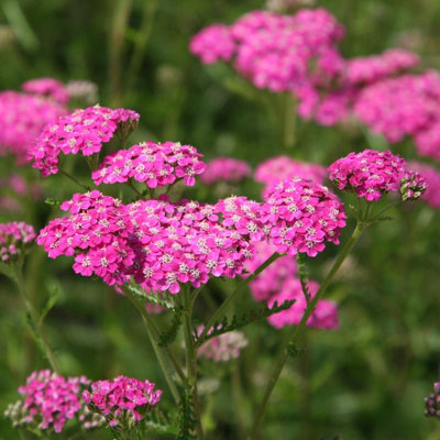 Plant Theory Cerise Queen Yarrow Sneezewort Perennials Flowering Plants Achillea 2L Pot from B&Q