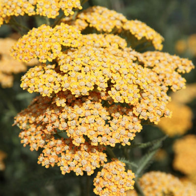 Plant Theory Terracotta Yarrow Sneezewort Perennials Flowering Plants Achillea 2L Pot from B&Q
