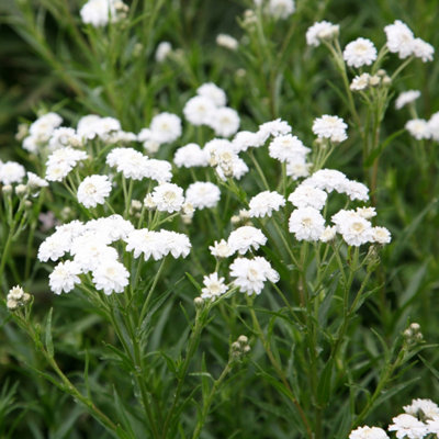 Plant Theory The Pearl Yarrow Sneezewort Perennials Flowering Plants Achillea Ptarmica 2L Pot from B&Q