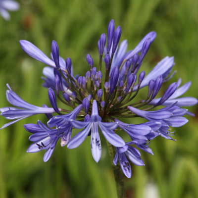 Plant Theory African Lily Perennials Flowering Plants Agapanthus Africanus 2L Pot from B&Q