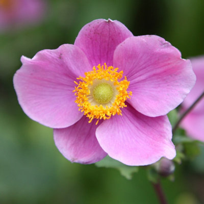 Plant Theory Hadspen Abundance Japanese Windflower Perennials Flowering Plants Anemone 2L Pot from B&Q