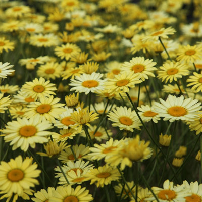 Plant Theory E.c. Buxton Dyers Chamomile Perennials Flowering Plants Anthemis 2L Pot from B&Q