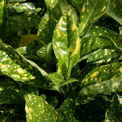 B&Q -  Crotonifolia Japanese Laurel Shrub Plant Aucuba Japonica 2L Pot