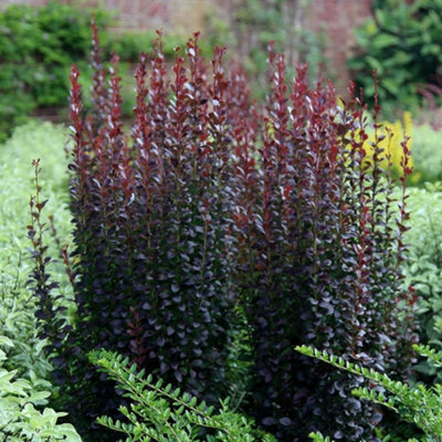 B&Q -  Atropurpurea Helmond Pillar Barberry Shrub Plant Berberis Thunbergii 2L Pot
