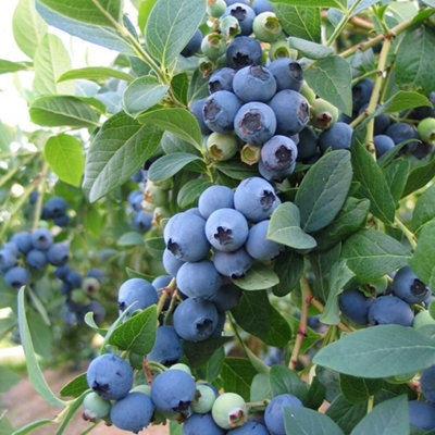 Plant Theory Blueberry Bluecrop Fruit Bush Berry Shrub Mid Season Fruiting Plant 2L Pot from B&Q