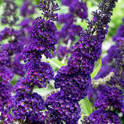 Plant Theory Black Knight Butterfly Bush Shrub Plant Buddleja Davidii 2L Pot from B&Q
