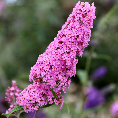 Plant Theory Pink Delight Butterfly Bush Outdoor Shrub Plant Buddleja 2L Pot from B&Q