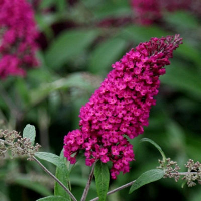Plant Theory Royal Red Butterfly Bush Outdoor Shrub Plant Buddleja Davidii 2L Pot from B&Q