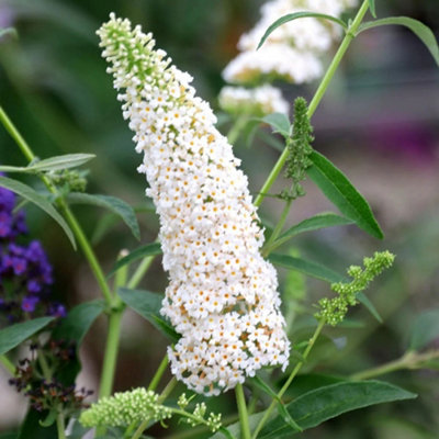 Plant Theory White Profusion Butterfly Bush Shrub Plant Buddleja Davidii 2L Pot from B&Q