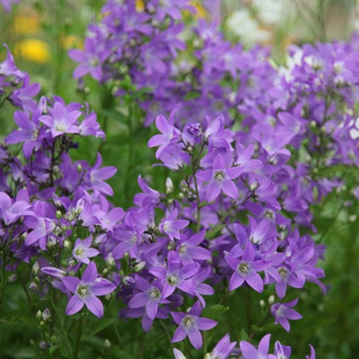 Plant Theory Prichard's Variety Milky Bellflower Perennials Flowering Plants Campanula 2L Pot from B&Q