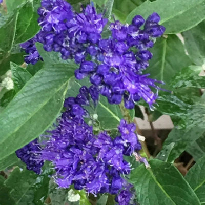 Plant Theory Heavenly Blue Bluebeard Shrub Plant Caryopteris X Clandonensis 2L Pot from B&Q