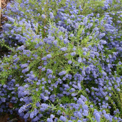 Plant Theory Concha Californian Lilac Outdoor Shrub Plant Ceanothus Garden Plants 2L Pot from B&Q